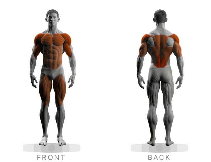Bayda’s muscle map, front and back, with chest, shoulders, arms, back and legs shaded orange.